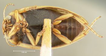 Media type: image;   Entomology 23932 Aspect: habitus ventral view
